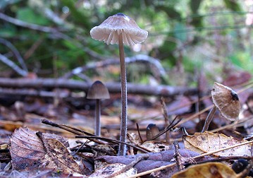 Mycena pura