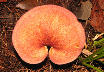 Tricholomopsis rutilans