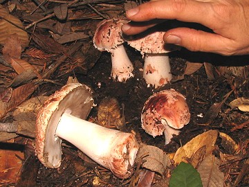 Amanita novinupta