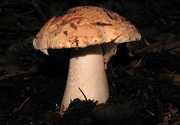 Amanita novinupta
