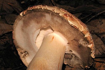Amanita novinupta