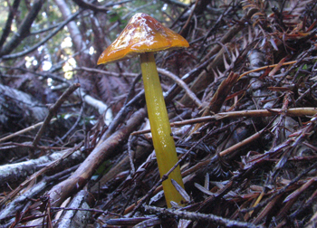 Hygrocybe conica