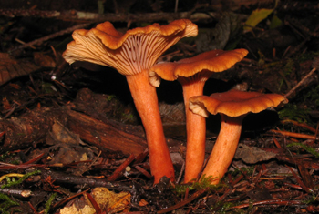 Lactarius rubidis