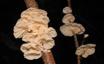 Marasmius candidus