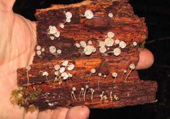 Marasmius sp.