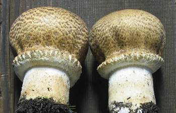 Agaricus augustus
