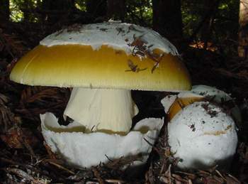 Amanita calyptrata