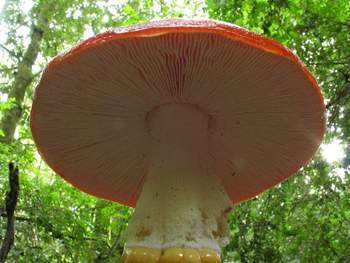 Amanita muscaria