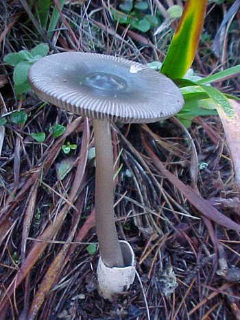 Amanita vaginata