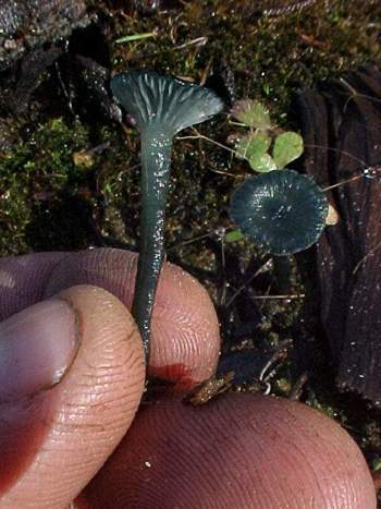Hygrocybe caerulescens