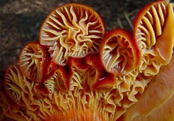 Hygrocybe punicea