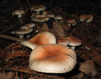 Hygrophorus pudorinus