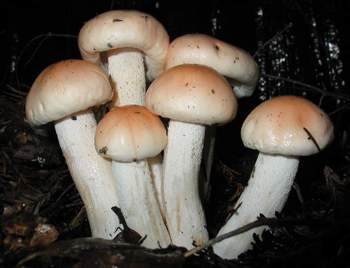 Hygrophorus pudorinus