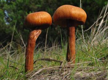 Laccaria laccata