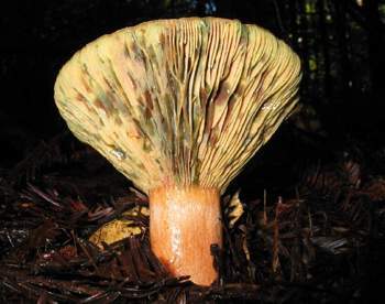 Lactarius deliciosus