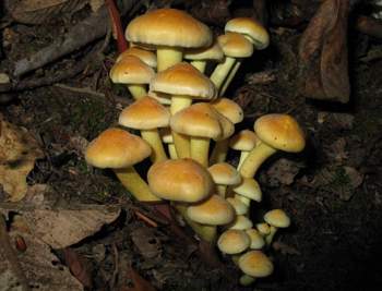 Naematoloma fasciculare