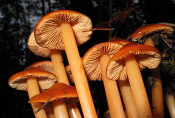Phaeocollybia californica