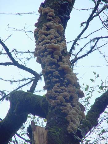 Pleurotus ostreatus