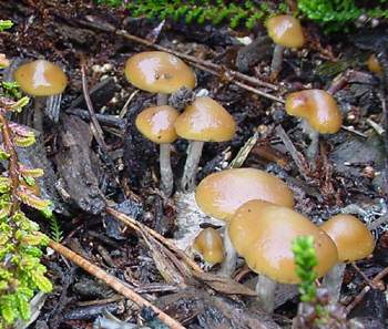 Psilocybe cyanescens