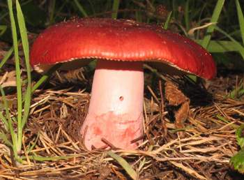 Russula sanguines