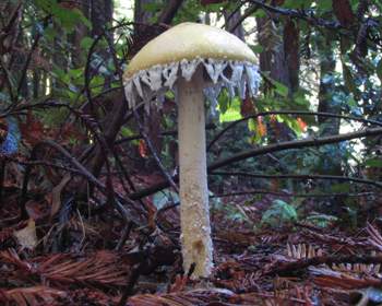Stropharia ambigua