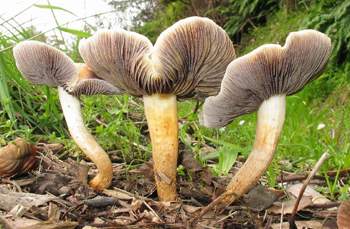 Stropharia sp.