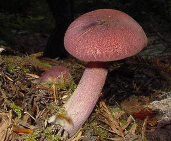 Tricholomopsis rutilans