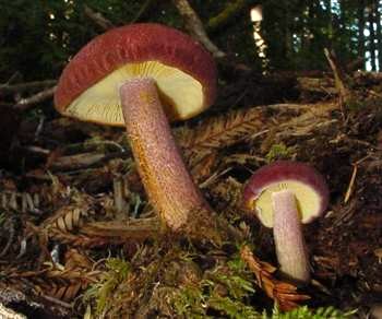 Tricholomopsis rutilans