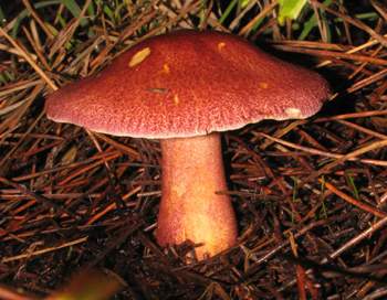 Tricholomopsis rutilans
