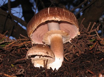 Agaricus fuscofibrillosus