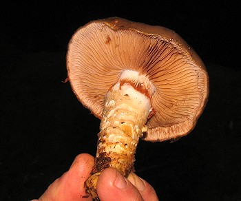 Cortinarius trivialis
