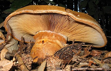 Cortinarius sp.
