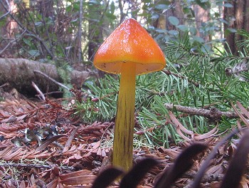 Hygrocybe conica