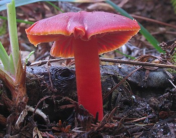 Hygrocybe coccinea