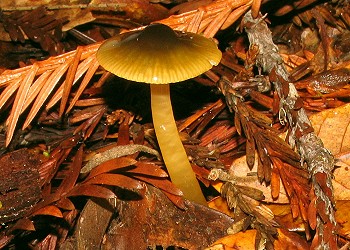 Hygrocybe psittacina