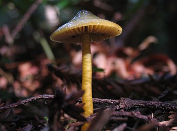 Hygrocybe psittacina