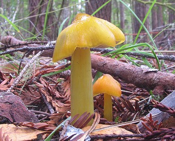 Hygrocybe flavescens