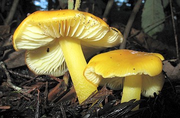 Hygrocybe flavescens