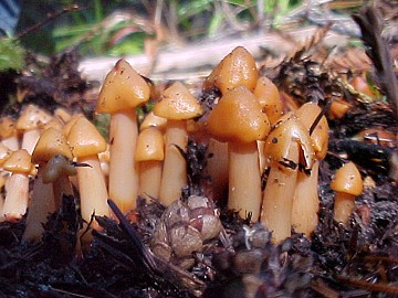 Hygrocybe sp.