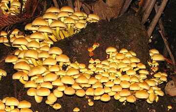 Hyphaloma fasciculare