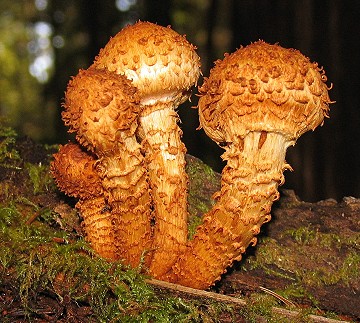 Pholiota squarrosa