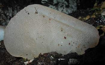 Pseudohydnum gelatinosum