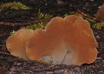Pseudohydnum gelatinosum