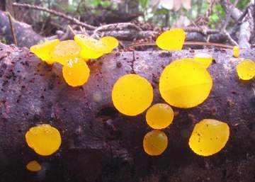 Guepiniopsis alpinus