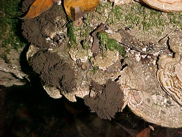 Stemontis fusca 
