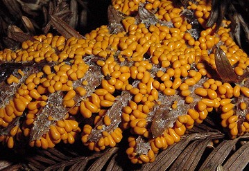 Leucocarpus fragilis