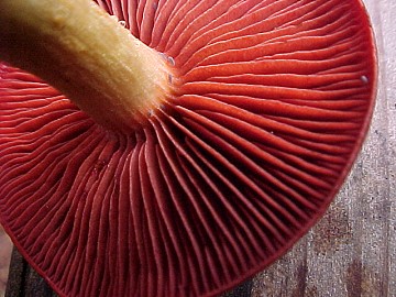 Cortinarius phoenceus var. occidentalis