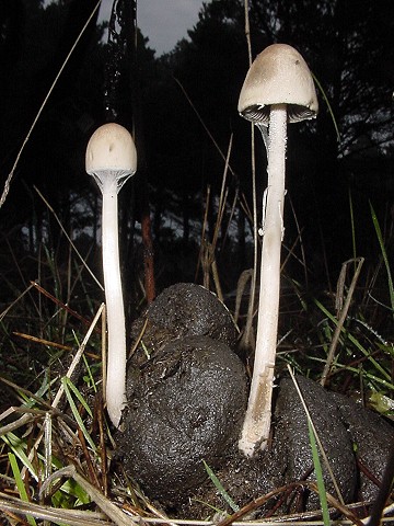 Panaeolus campanulatus