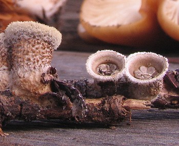 Nidula niveotomentosa