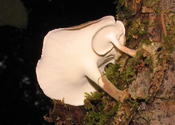 Polyporus elegans
